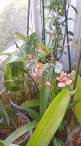oncidium "rosy sunset"
