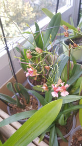 oncidium "rosy sunset"