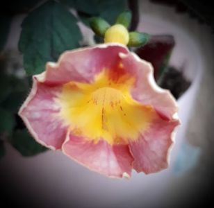 xA Alexandra Shveldize