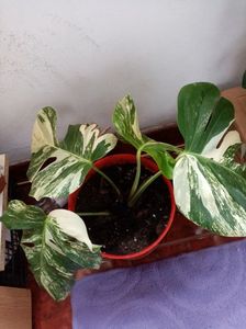 Monstera Albo