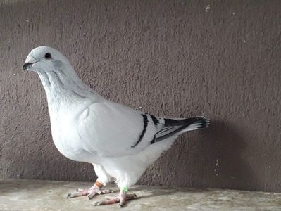 received_680385902682397