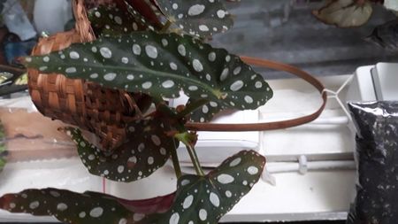 Begonia  Maculata