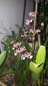 oncidium "rosy sunset"