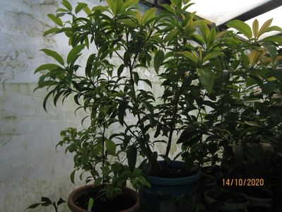 Plantă Zapota Manilkara