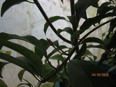 Boboc de floare Zapota Manilkara