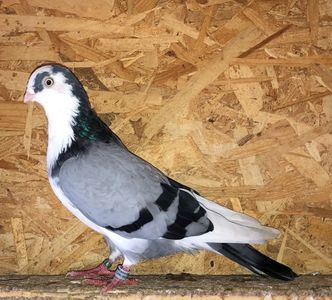 6827  mascul  2019