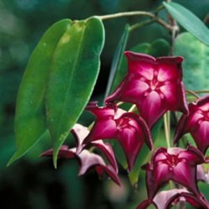 hoya-macgillivrayi