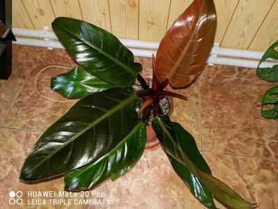 Philodendron Imperial Red 50 lei