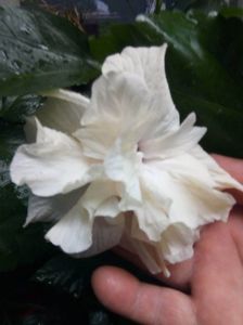 received_2586979318297971