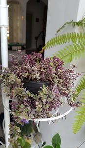 Calissia repens