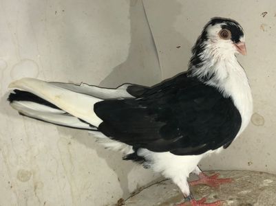 23077  femelă  2020