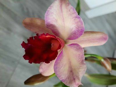 Cattleya SWC