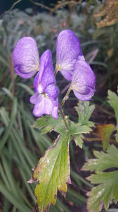 aconitum napellus (omag)