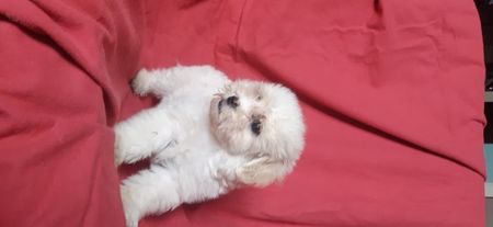 Bichon Maltese; Baietel 2,5 luni
