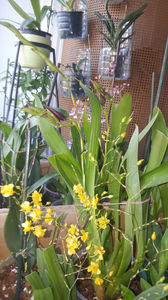 oncidium "twinkle yellow"; Daca ar trebui sa descriu cum miroase acest spray de floricele galbene as spune: un miros puternic de vanilie/serbet de banane cu vanilie. foarte intens.
