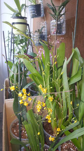 oncidium "twinkle yellow"