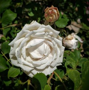 Coquette des Blanche