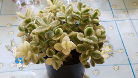 Cotyledon Ladysmithiensis variegata