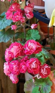 Trandafiras rosu Noid