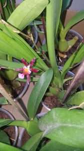 oncidium "katrin zoch mieke"; O singura floricica are un miros puternic cat trei zambile. Foarte intens. Imi place in mod deosebit, cu toate ca floricelele nu sunt spectaculoase. Infloreste de 2 ori pe an.

