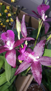 beallara "peggy ruth carpenter jem"