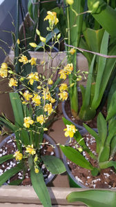 oncidium "twinkle yellow"