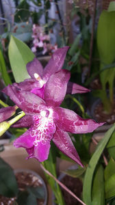 beallara "peggy ruth carpenter jem"