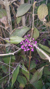 callicarpa bodinieri; Daca as alege un arbust deco. pentru culoarea bobitelor ar fi cu siguranta... callicarpa.
