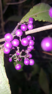 callicarpa bodinieri; Daca as alege un arbust deco. pentru culoarea bobitelor ar fi cu siguranta... callicarpa.
