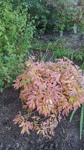 Paeonia pink spp; Bujorii au un foliaj ff spectaculos toamna
