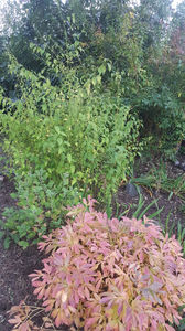 Paeonia pink spp; Bujorii au un foliaj ff spectaculos toamna
