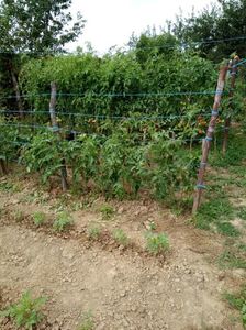 Gradina 27 aug.2020