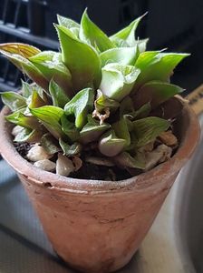 Haworthia retusa