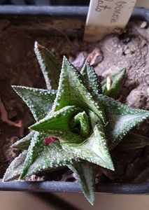 Haworthia venosa ssp granulata