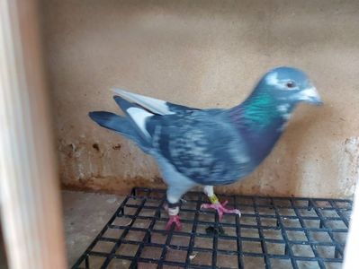 VANDUTA - 948204-19-F - SORA AS VITEZA PALMARES 2 ANI - 50 RON