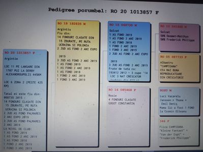 Pedigreu 1013857-20-F - loc 11 derby pui 500km - linie tata