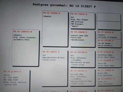 Pedigreu 213827 - Vit, Dem, General - linie tata