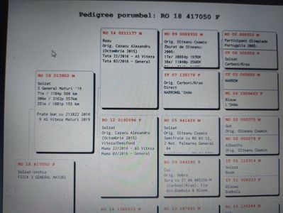 Pedigreu 417050 - general - linie tata