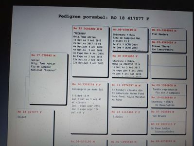 Pedigreu 77-18-F NEPOATA 1 NAT - LINIE TATA