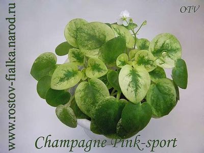 ChampagnePink-sport