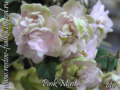 PinkMint