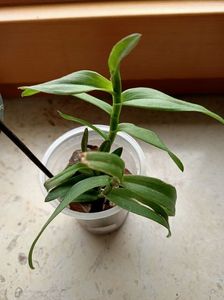 Epidendrum Orange 20.10.2020