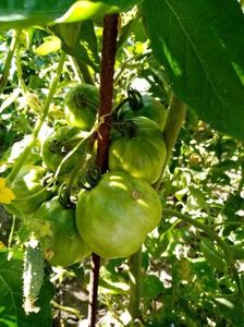 TOMATE VERZI 4