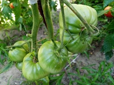 TOMATE VERZI 5