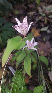 tricyrtis hirta(orhidee de gradina); Acestea ar fi trebuit sa fie mov. Posibil ca solul mai mult alcalin deformeaza culoarea spre roz iar solul acidic rezulta flori mai movulii. Acest fenomen apare si la hortenzii.Ciudat nu?
