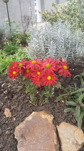 chrisanthemum hybr.