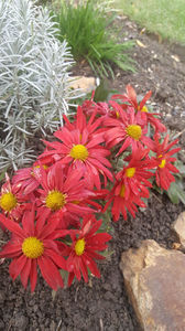 chrisanthemum hybr.