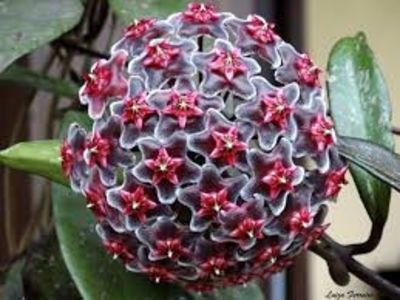 HOYA PUBICALYX cv.CHIMERA