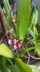 oncidium "katrin zoch mieke"