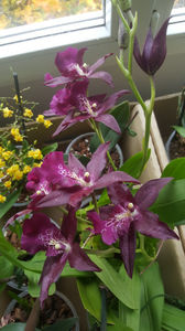 beallara "peggy ruth carpenter jem"